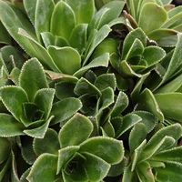 Saxifraga Southside Seedling Group